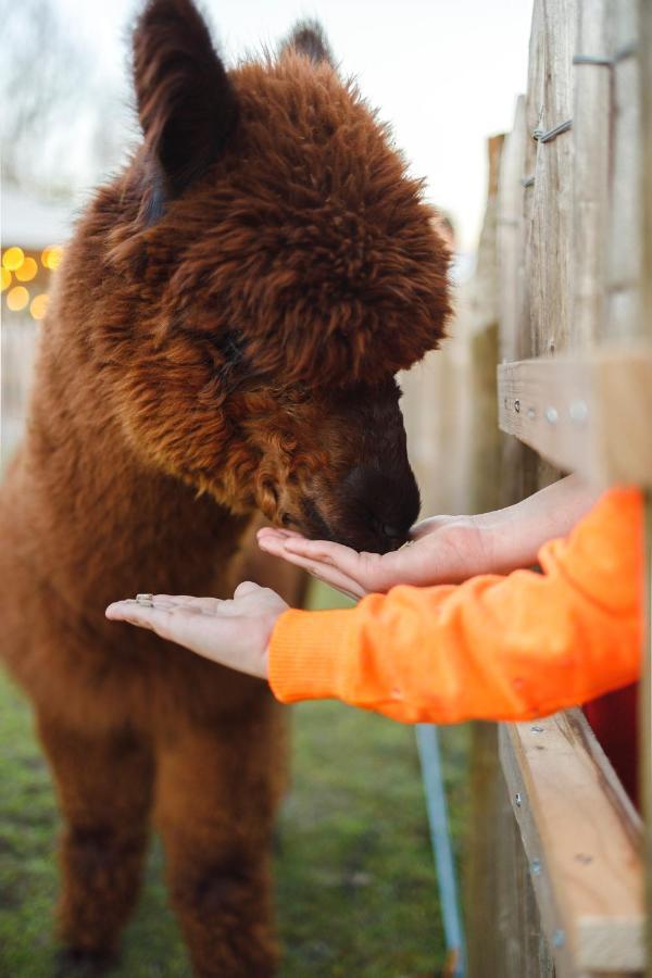 Wereldse Bell Tenten Met Alpaca'S Paasloo Exterior foto