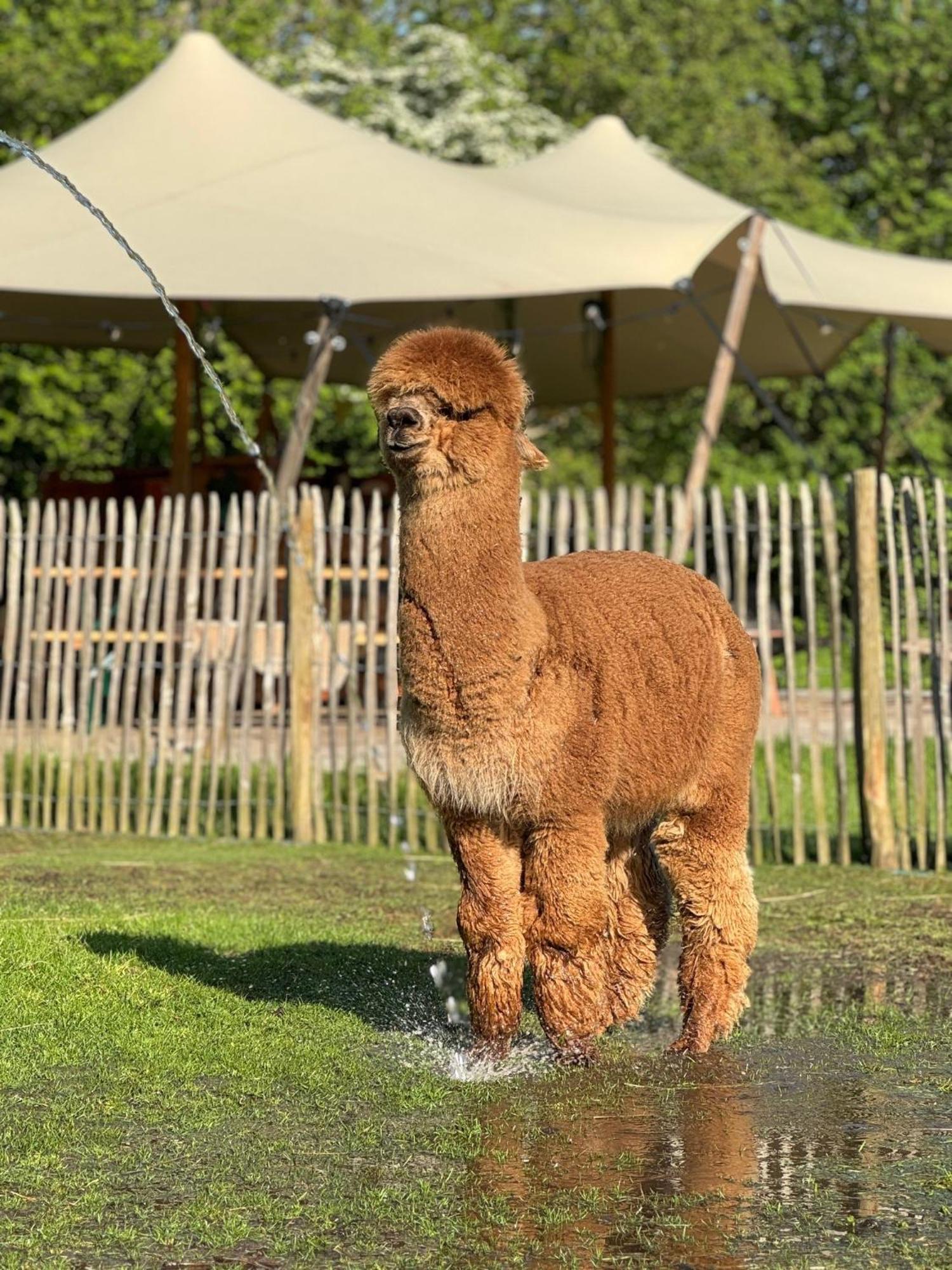 Wereldse Bell Tenten Met Alpaca'S Paasloo Exterior foto